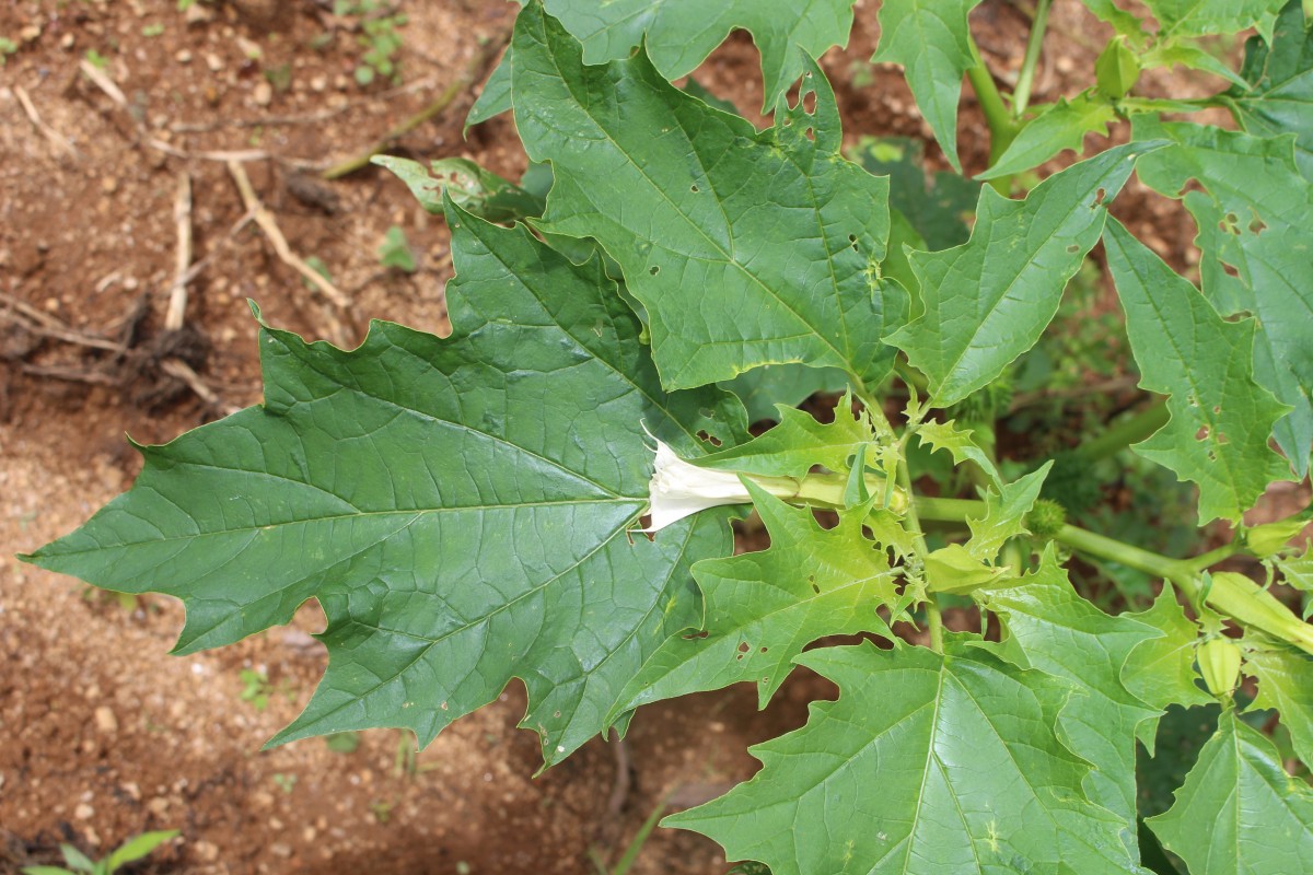 Datura stramonium L.